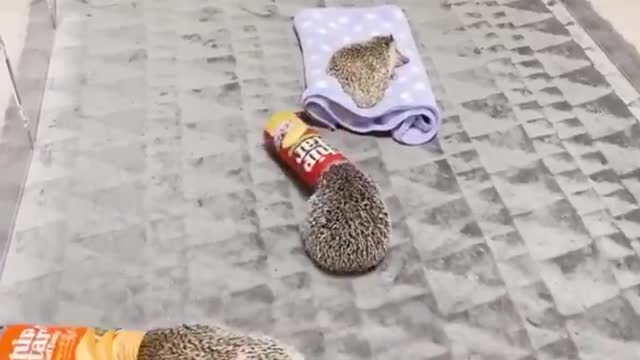 Animals ability