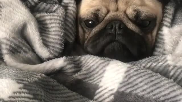 The dog woke up