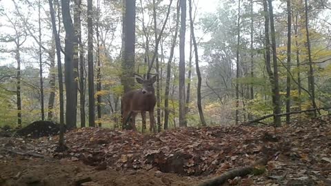 A Buck Wanders Over - by MultiMediaSusan