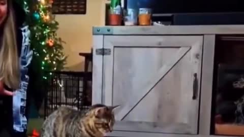 What lovely funny cats and dogs