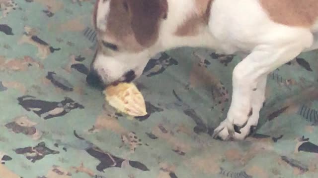 Briar The Dog: Tries to Eat an Orange