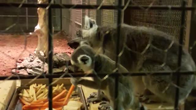 Ring-tailed lemur mother and baby mealtime