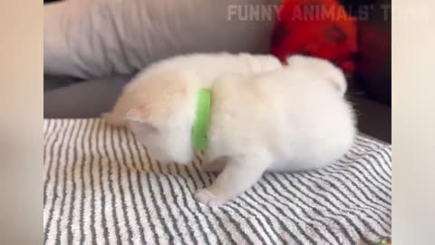 Funniest Cats and Dogs 🐶🐱 | Funny Animal Videos