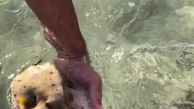 Waw fish rescue by kids