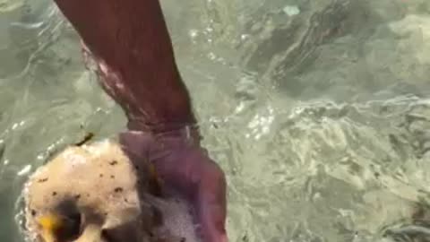 Waw fish rescue by kids