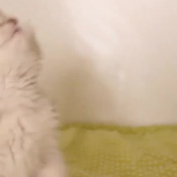 9.cute 😺🐈🐈😺😺