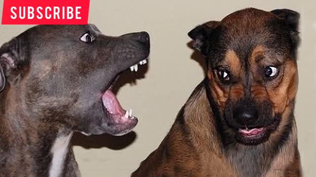 Only DOGS can make us SUPER HAPPY and LAUGH FUNNY DOG Videos