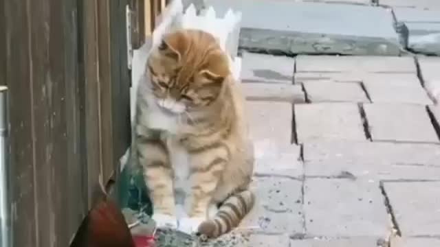 cat vs chicken