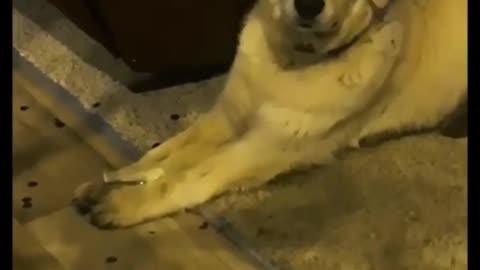 Funny dogs