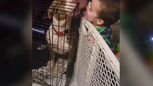 Cute baby with pitbull