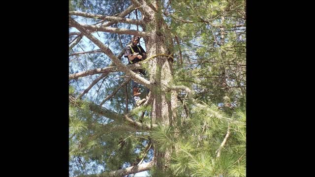 Toby's Tree Service - (828) 463-7770