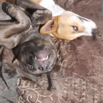 Tucker Carlson Is Tired After The Storm