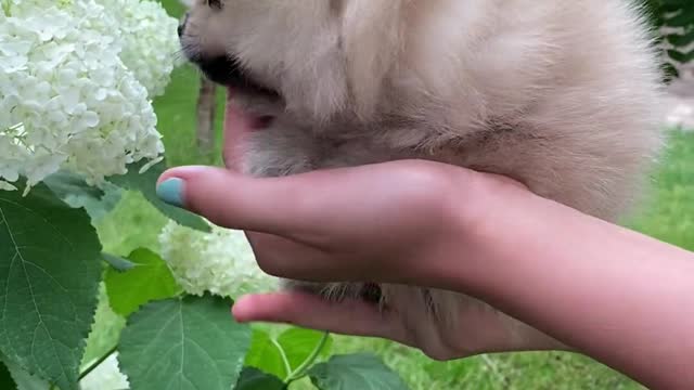 Person Carrying a Puppy