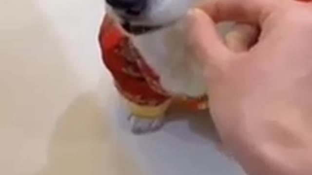 🔥Dogs thug life😝😝