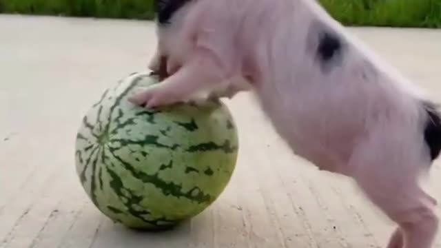 Little pig playing with watermelon