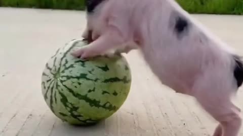 Little pig playing with watermelon
