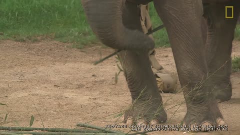 Elephants 101 | Nat Geo Wild