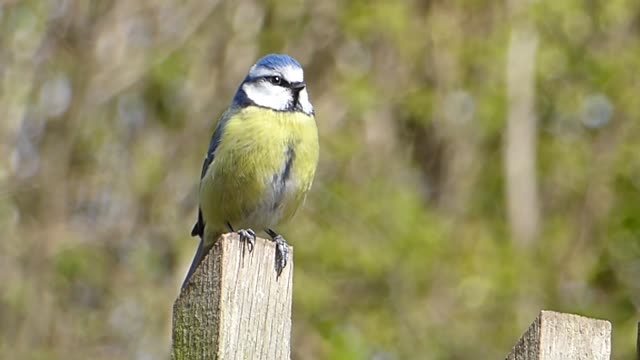 Beautiful bird is singing