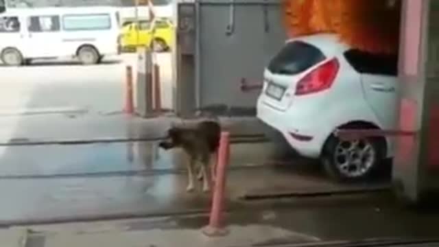 Cachorro 🐕 🐶 raiz toma banho no lavar rápido