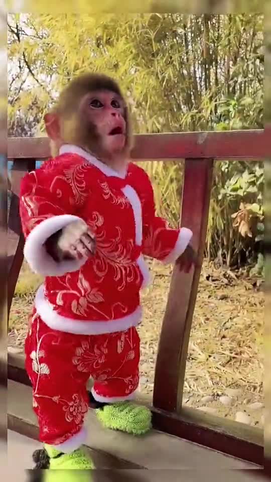 Funny video of Cute Monkey.