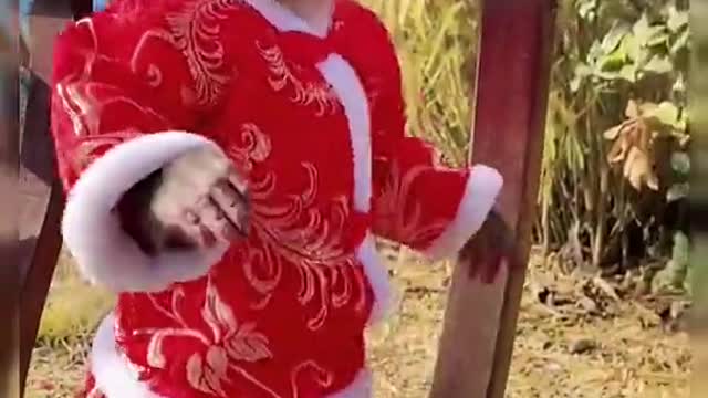 Funny video of Cute Monkey.