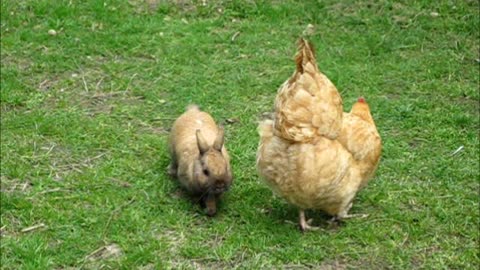 Funny Bunny loves Ruby the chicken