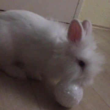 My cute bunny🐰🐇