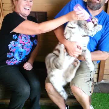 White Tiger Cub Bites Nipple