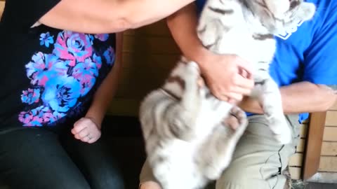 White Tiger Cub Bites Nipple
