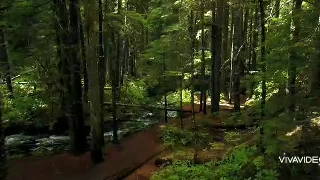 Video Of Forest.