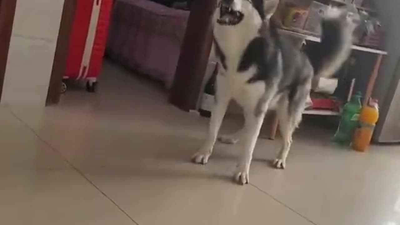 没想到狗子打喷嚏这么好笑