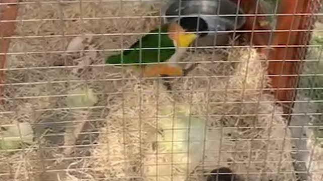 Rabbit guarding parrots