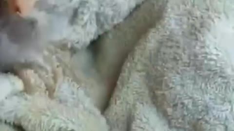 Funny Animal Videos 🤣🤣#shorts#animals