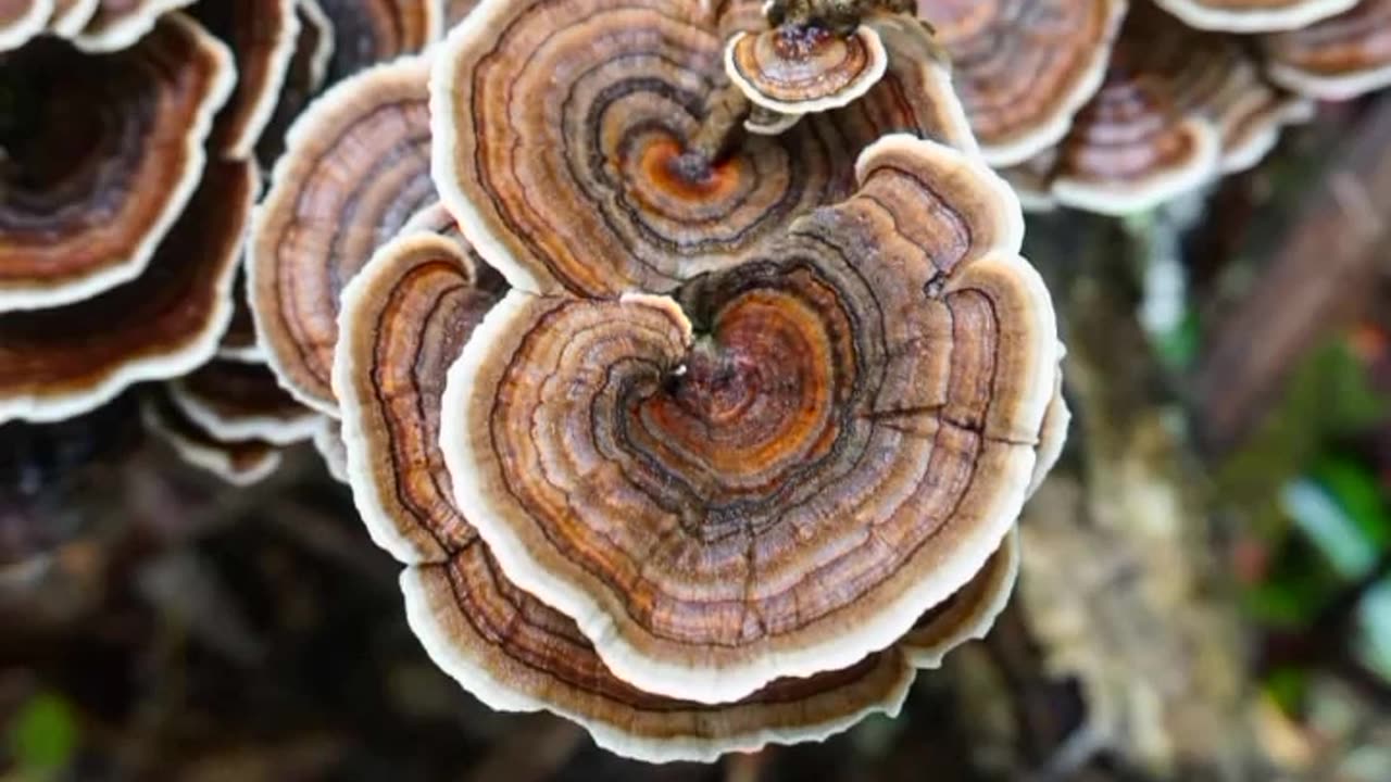 MY JOURNEY TO THIS REALM