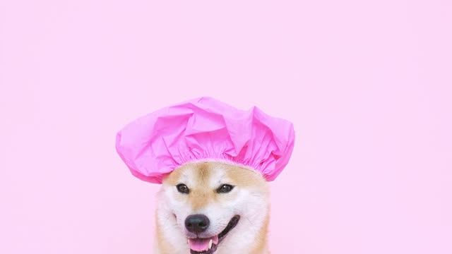 Dog funny moments funny memes l Funny videos
