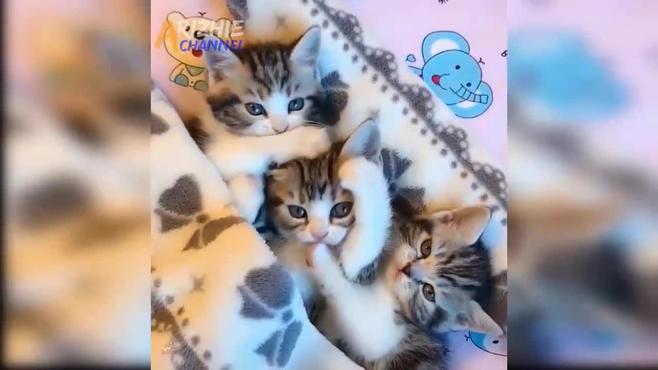 Funny Cats Videos