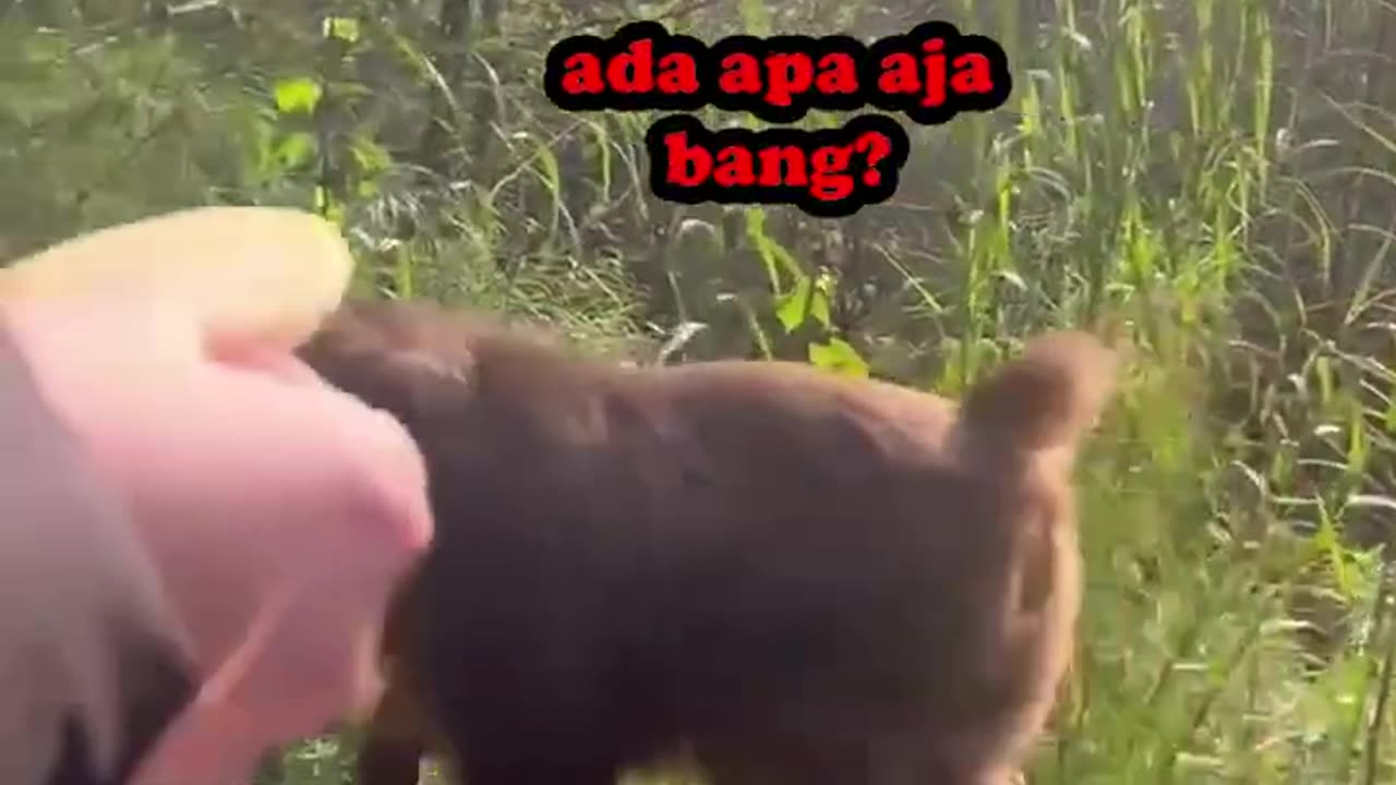 Monyet malak
