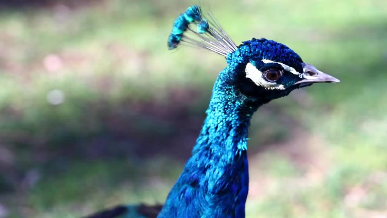 WILD BLUE PEACOCK