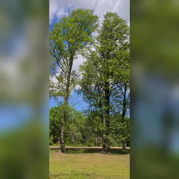 Whipping Winds Of Spring