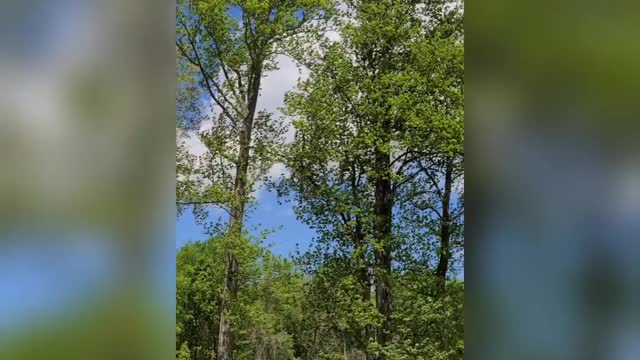 Whipping Winds Of Spring