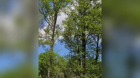 Whipping Winds Of Spring