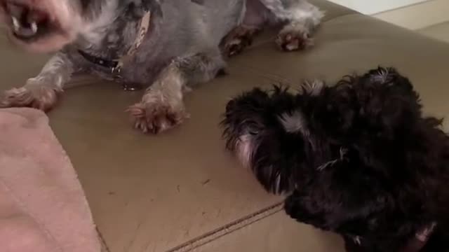 Mini Schnauzer begging for food to her sister