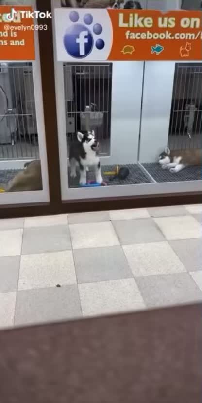 A baby husky be a dork