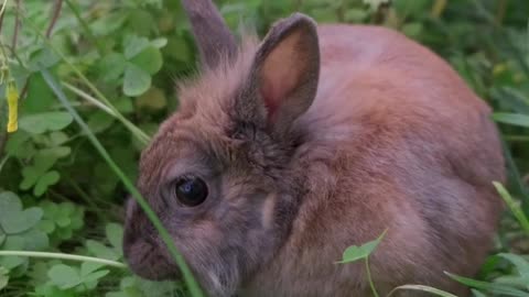 The rabbit, a very innocent animal, eats at its own peril.