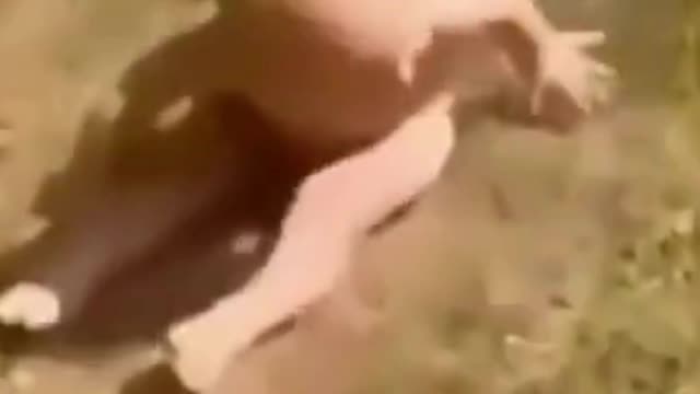 The funniest animals in the world.