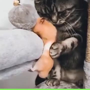 CAT HELP TO RAT