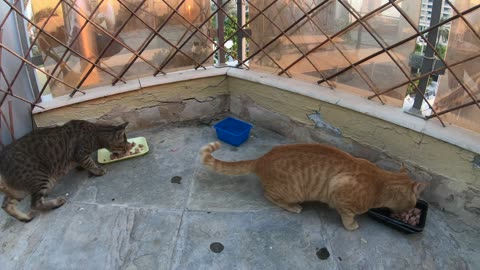 ED SHEERAN & MICHAEL JACKSON - Homeless cats in Ras Al Khaimah, UAE #cat #EdSheeran #MichaelJackson