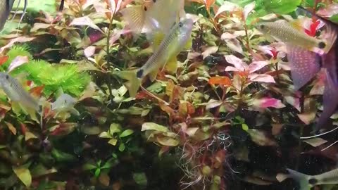 Beautiful fish swim in the home aquarium.