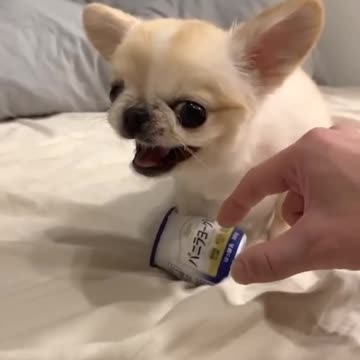 My cute dog #rumble@rumble