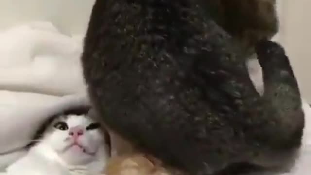 How much personal space does your cat need?